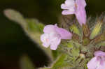 Wild basil 